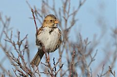 Harris's Sparrow